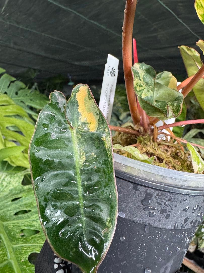 3フィロデンドロン　ビレッティア　斑入り