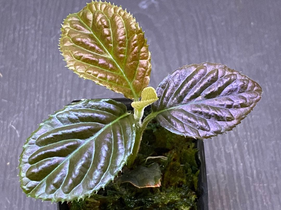 ヤマ様 リクエスト 4点 まとめ商品