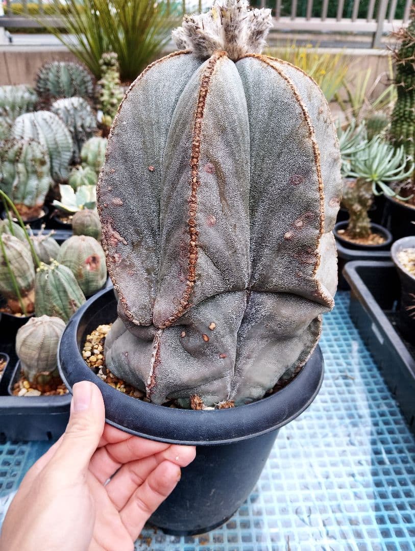 特大 古株 アストロフィツム ランポー 鸞鳳玉