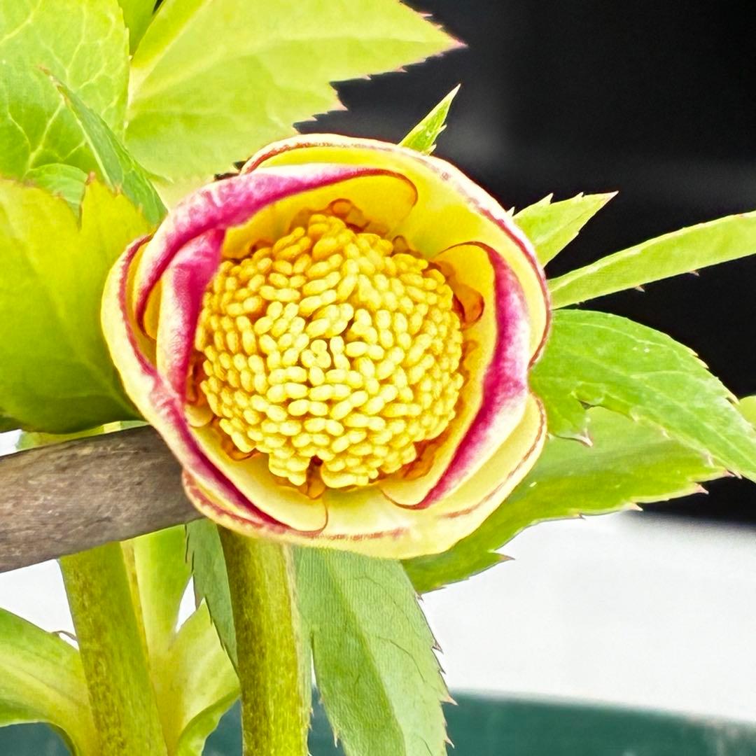 も*読様 3501☘️蕾花タグ付☘️糸ピコSD⭐️イエローフジタ⭐️小輪⭐️オー