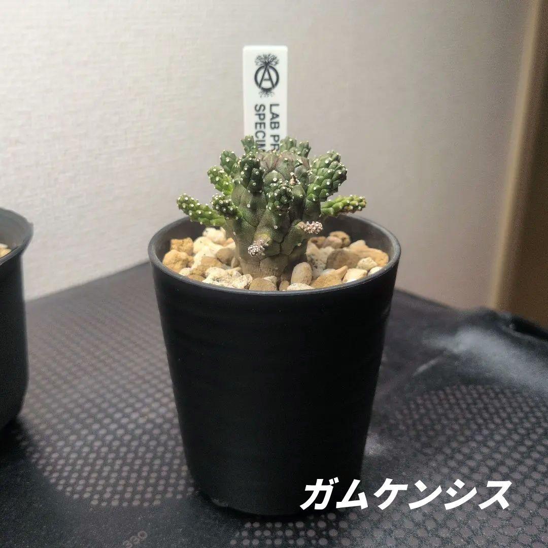 【レア】ユーフォルビア ガムケンシス 塊根植物 コーデックス ボタニカル