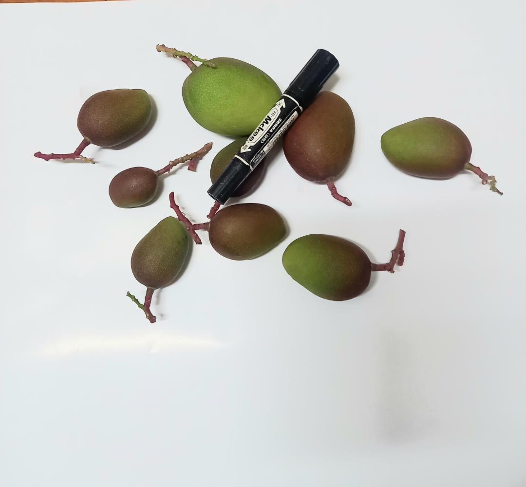 マンゴー+摘果 /10.5 kg including box