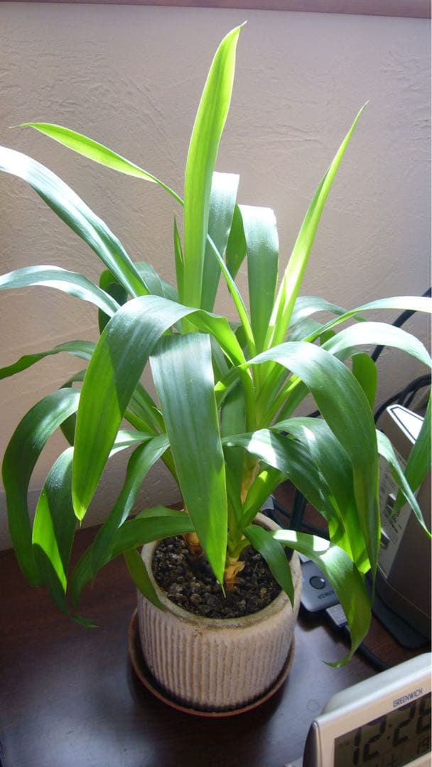 【ライカレンズの描写力！】 パナソニックDCM-FX01(作例あり)