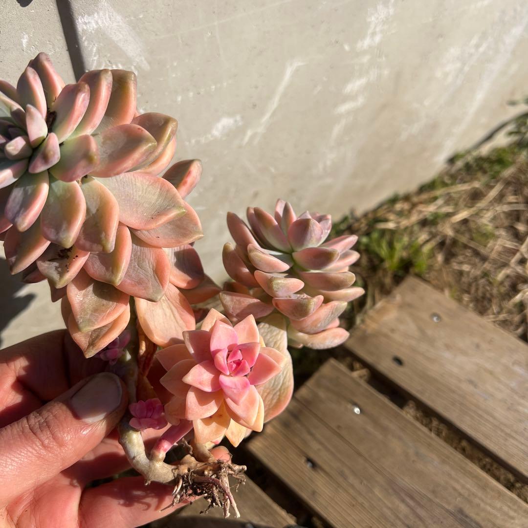 多肉植物　淡雪錦.抜き苗4株..法師錦1株