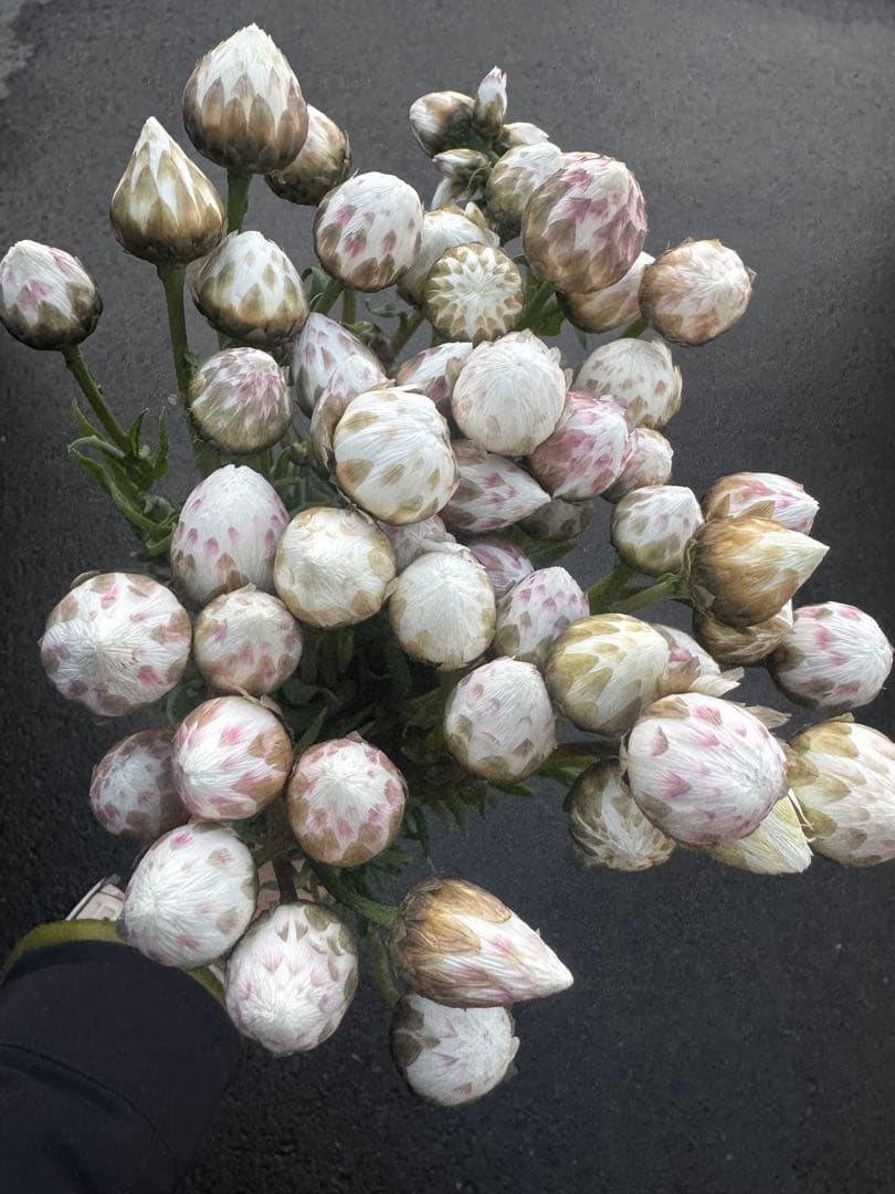 よっかんようかん様 リクエスト 5点 まとめ商品