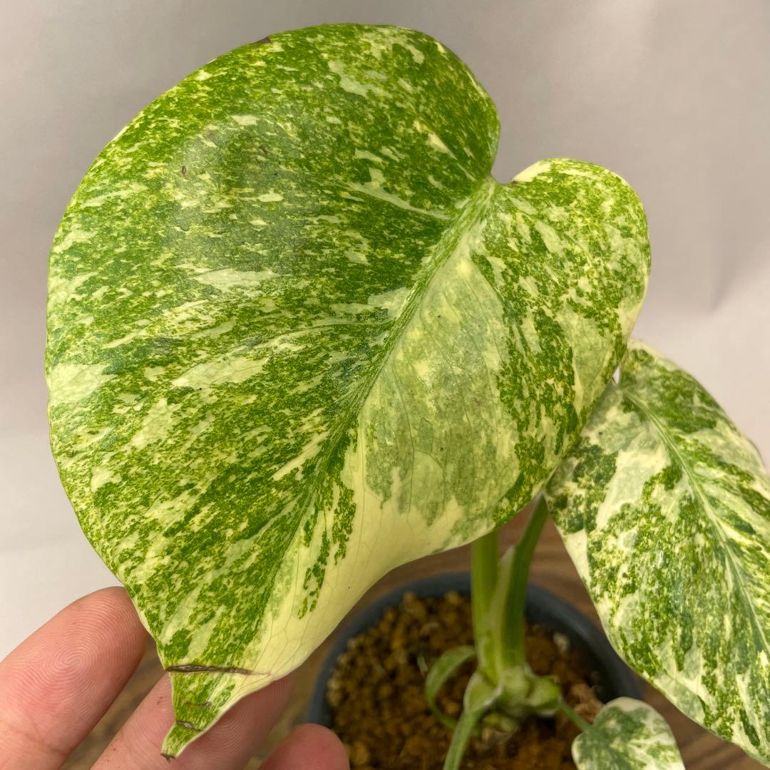 ユ*キ様 a14モンステラ　デリシオーサ　レガシー　斑入り