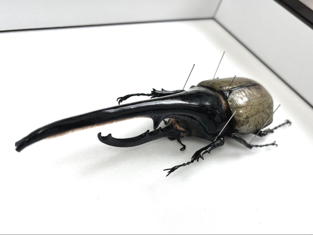 ヘラクレスオオカブト　154mm 標本