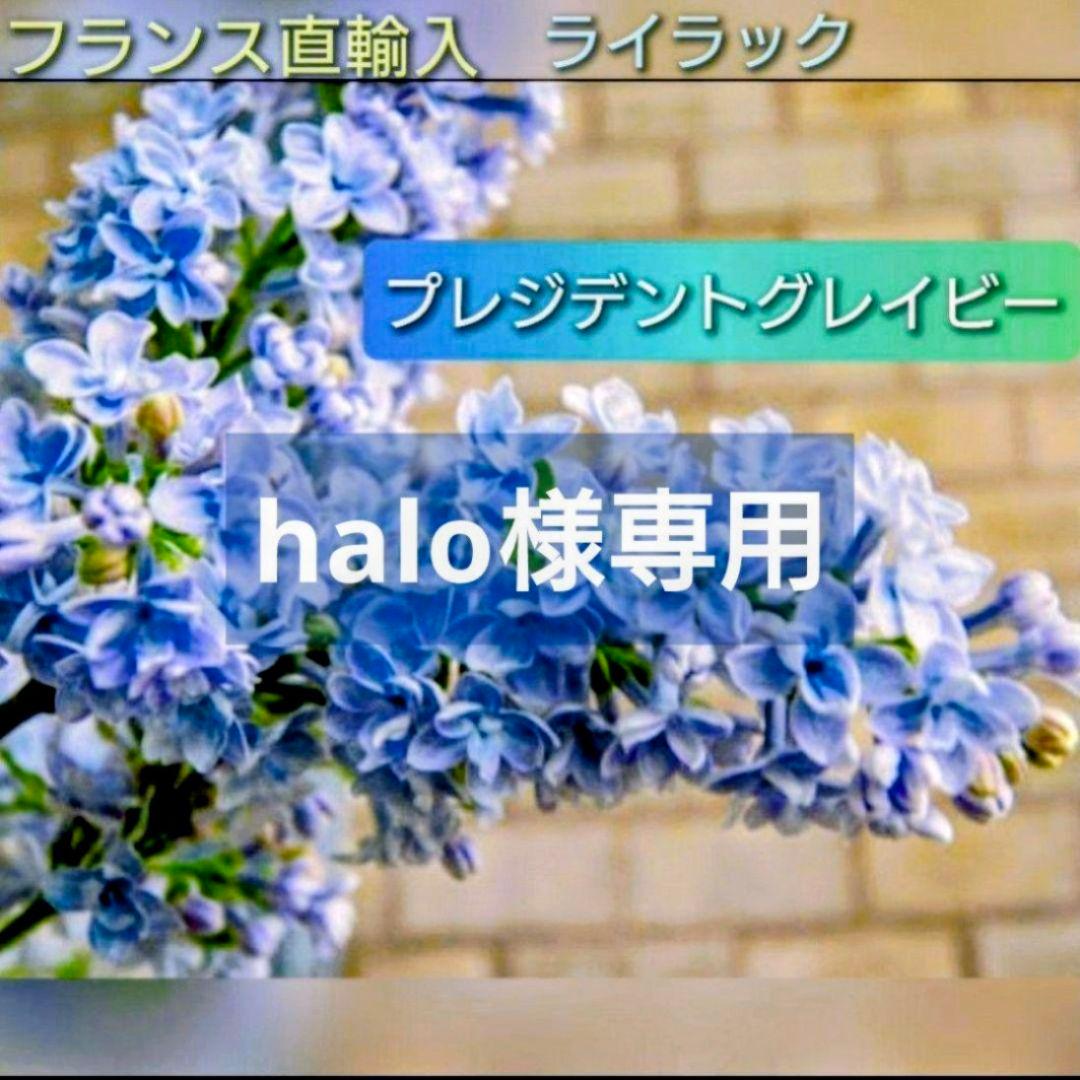 halo【八重咲き】ライラック『プレジデントグレイビー』1本♪