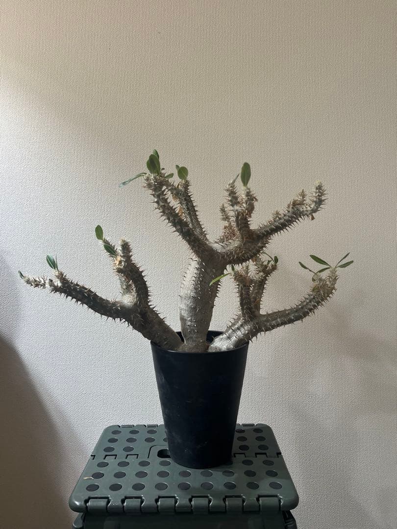 パキポディウム伊藤ハイブリッド　特大株❗️