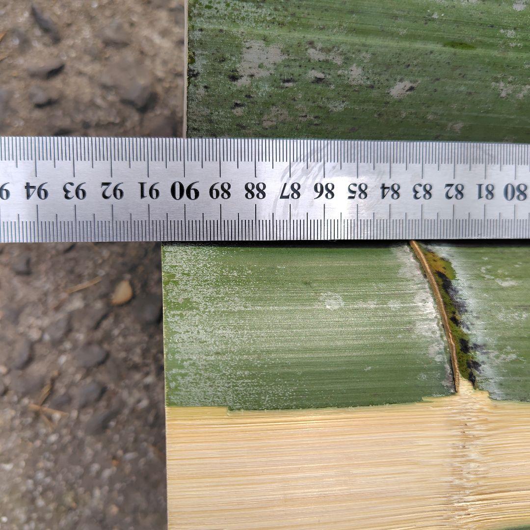 あんまん様「専用画面」　香川県産（孟宗竹）　大皿→３個　全長９０cm
