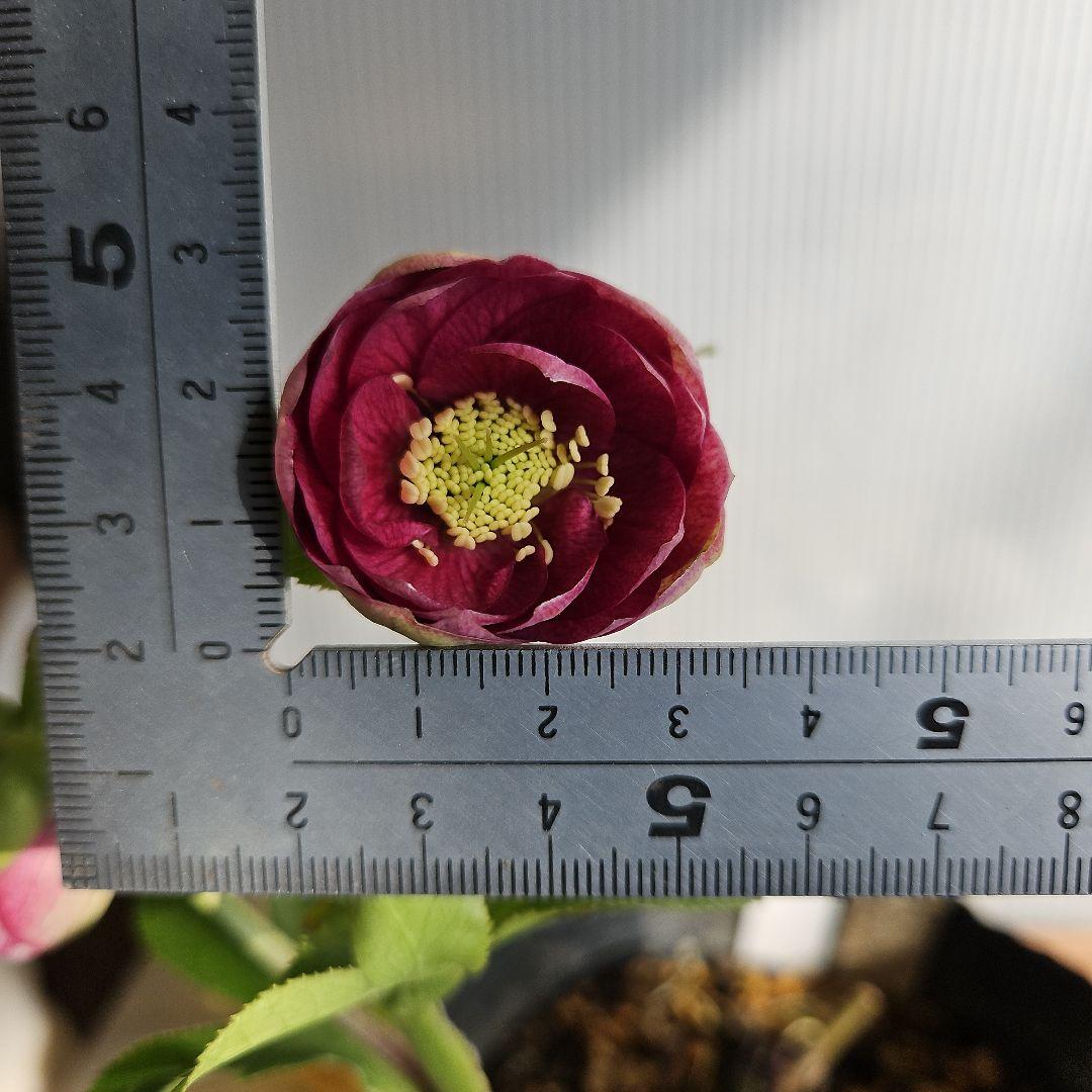 ＊ひまわり＊様ご購入苗㉖-136㉖-184クリスマスローズ