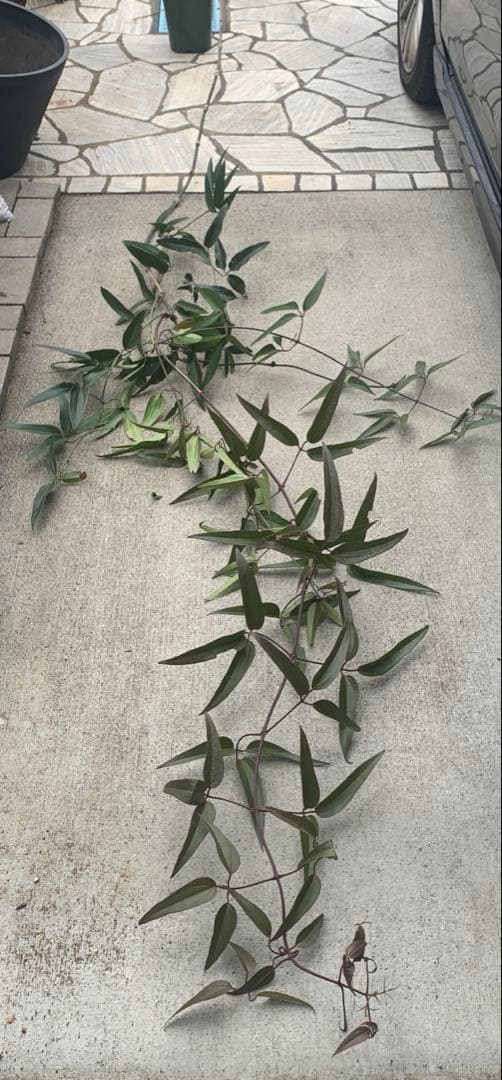 プ*４様 クレマチス　アーマンディー　アップルブロッサム　3M 5年生 大苗