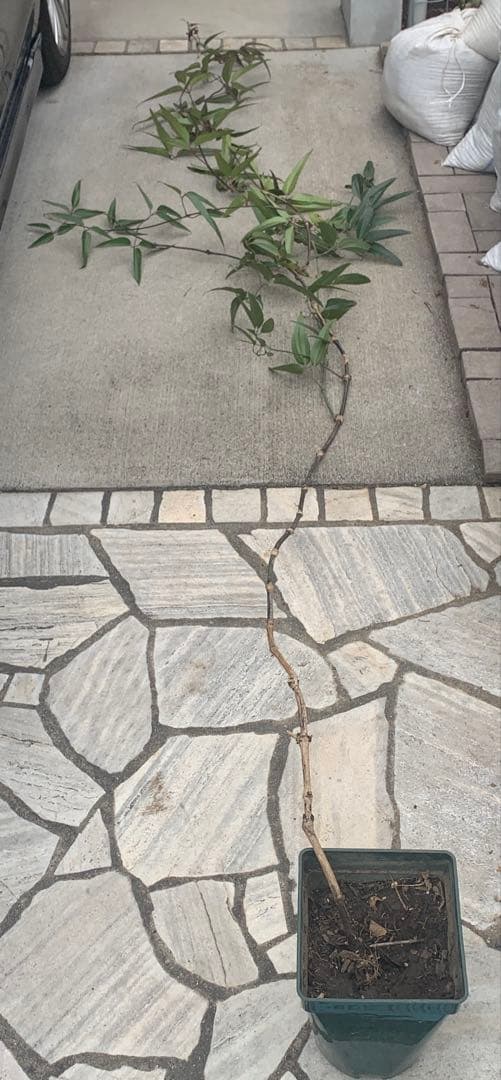 プ*４様 クレマチス　アーマンディー　アップルブロッサム　3M 5年生 大苗