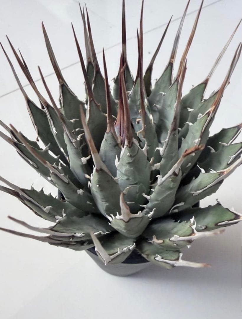耐寒性アガベ エボリスピナ陽炎◇ユタエンシス多肉サボテン　チタノタ　ホリダ南国