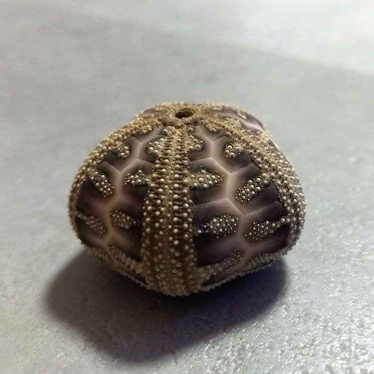 Microcyphus rousseaui　ウニ　殻