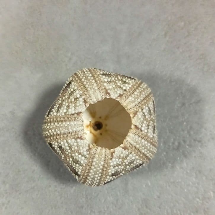 Microcyphus rousseaui　ウニ　殻