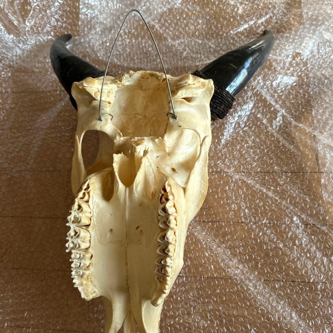 値下げしました！バッファロースカル　牛頭蓋骨　壁掛け彫像　カウボーイ　アメカジ