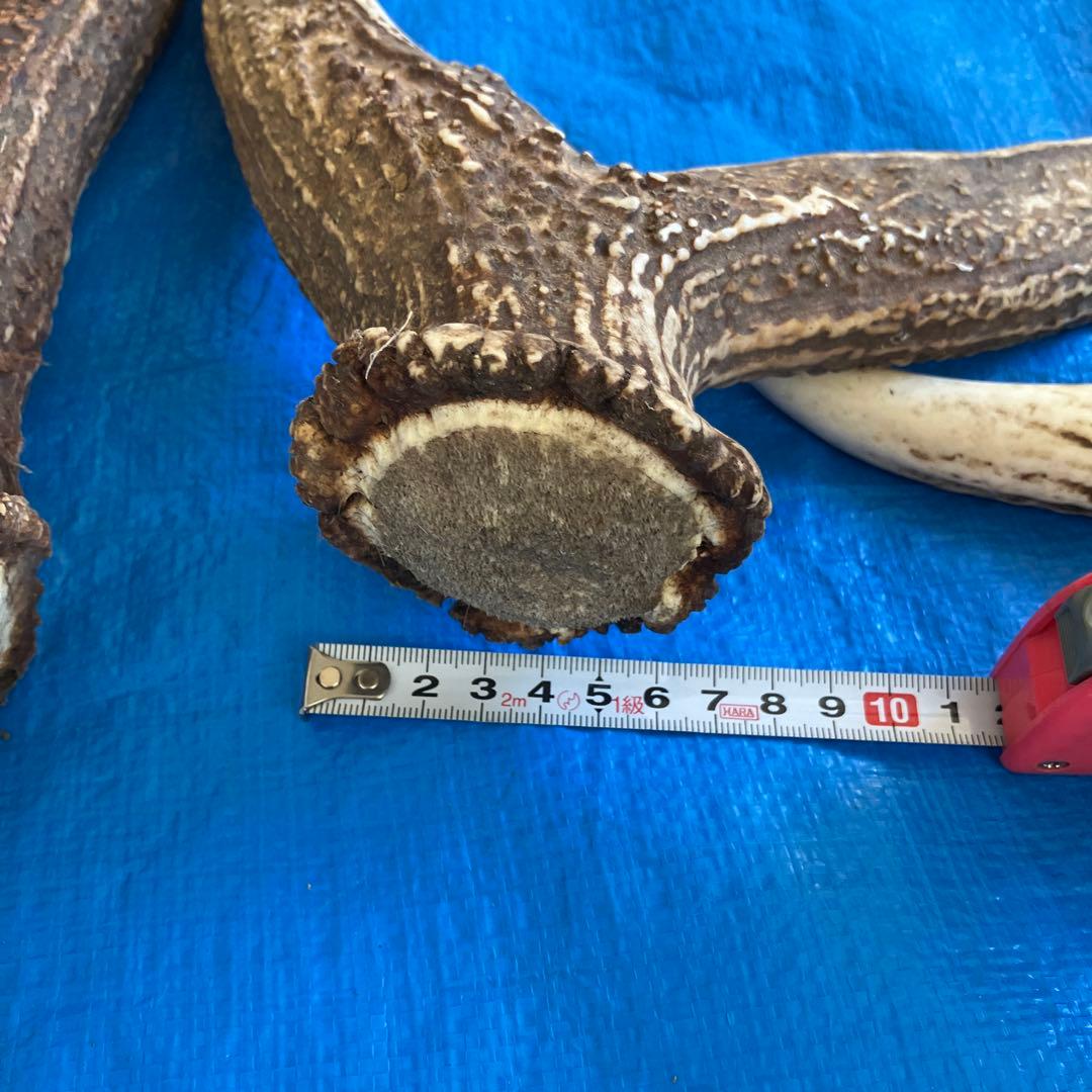 蝦夷鹿　道東地区　落ち角