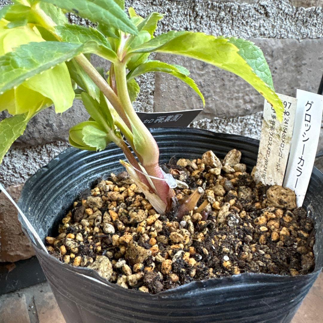 a*a様 クリスマスローズメロンゴールド