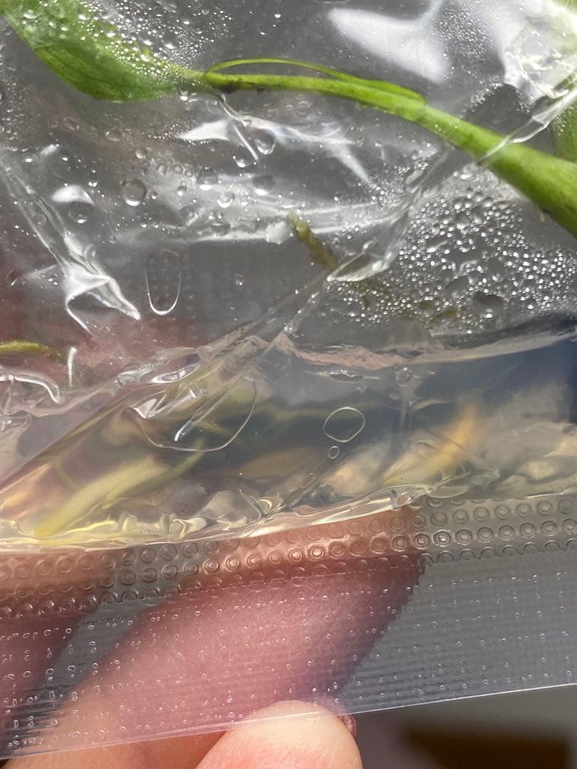 V*a様 【セール‼️】モンステラ　デリシオーサ　バルバソー　フシギダネ/ベトシ