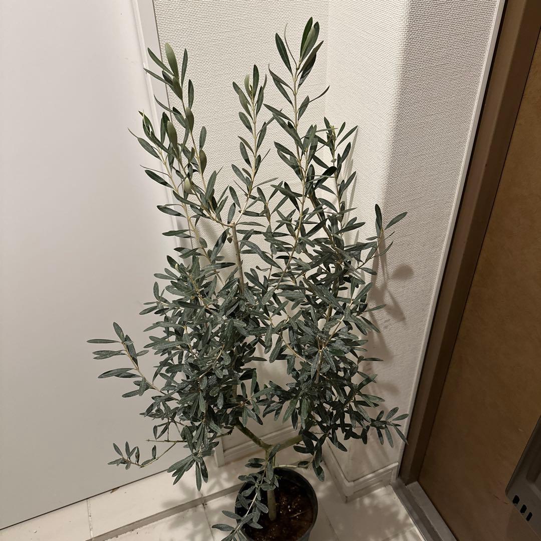 【オリーブ】特大 7号 高さ120cm 鉢ごと発送 送料込み