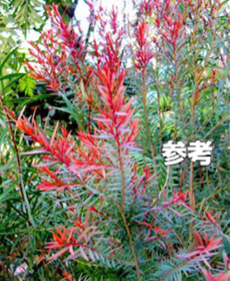 超美形。仕立てメラレウカ レッドジェム1.8M(鉢底から)品番A