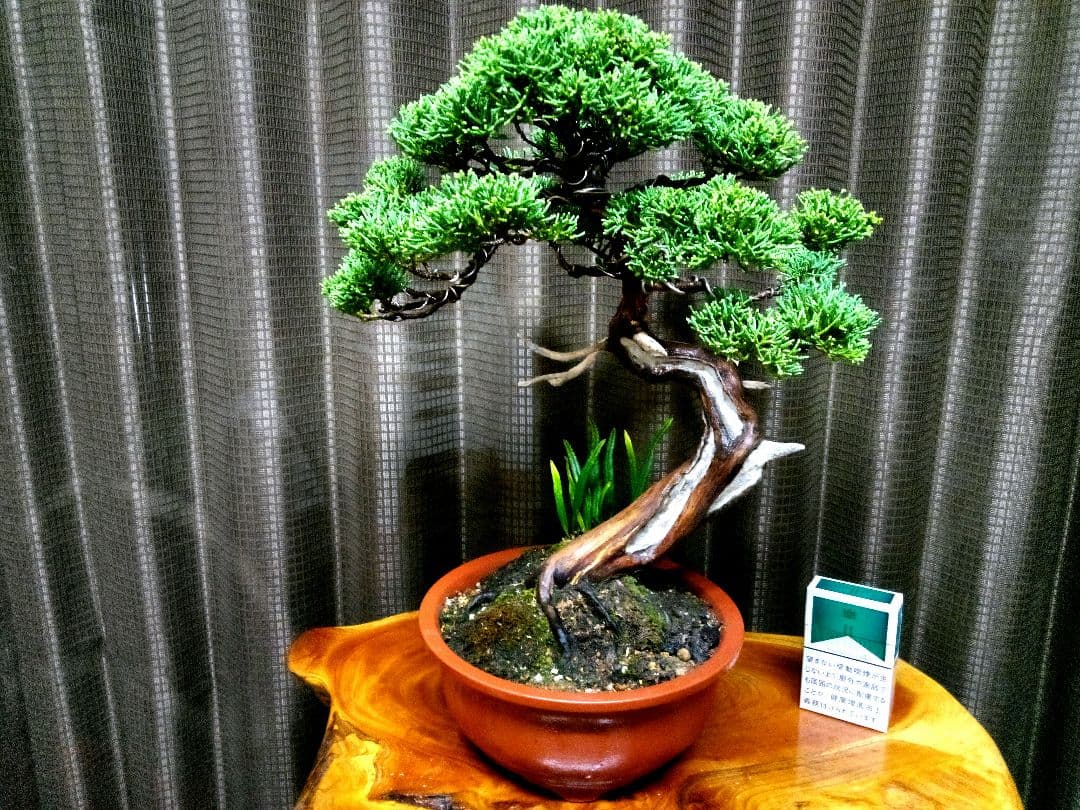 【貴風　真柏盆栽】　　　　　　⭕気品ある一品です❗