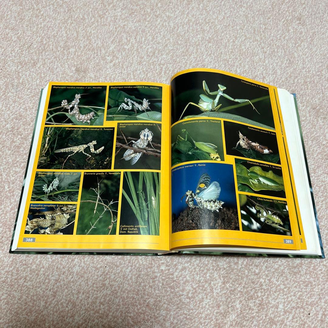 洋書　MANTODEA カマキリ