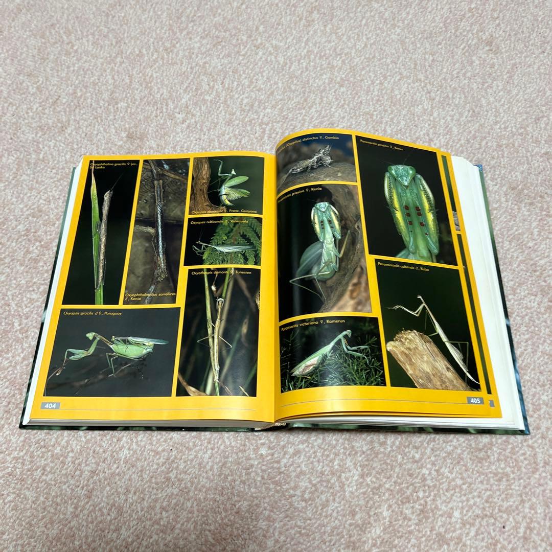 洋書　MANTODEA カマキリ