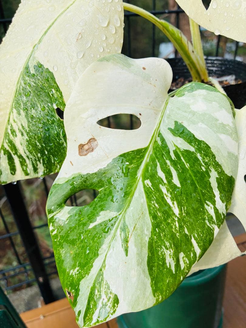 【5本セット発根活着済 斑入りモンステラ 】ボルシギアナ ホワイトタイガ