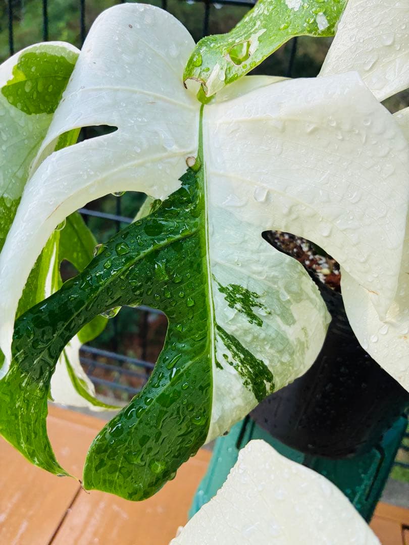 【5本セット発根活着済 斑入りモンステラ 】ボルシギアナ ホワイトタイガ