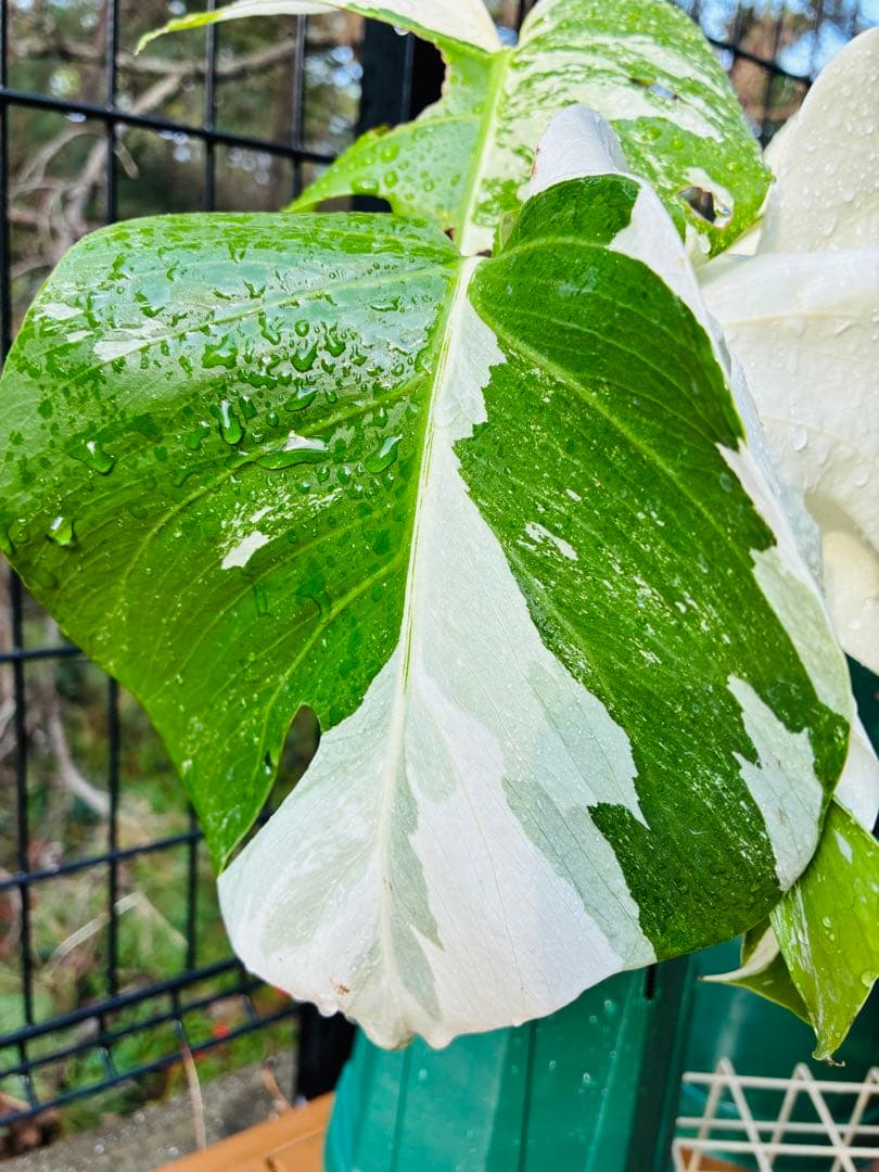 【5本セット発根活着済 斑入りモンステラ 】ボルシギアナ ホワイトタイガ