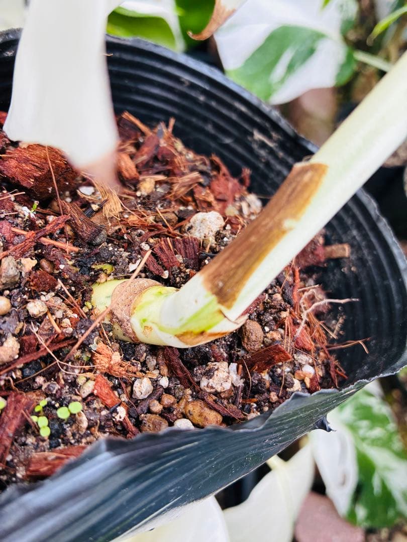 【5本セット発根活着済 斑入りモンステラ 】ボルシギアナ ホワイトタイガ