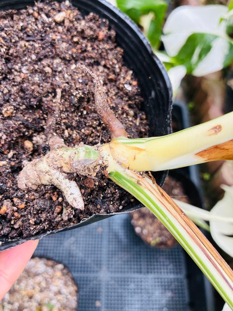 【5本セット発根活着済 斑入りモンステラ 】ボルシギアナ ホワイトタイガ