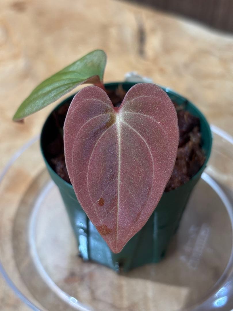 その他観葉植物 Anthurium papillilaminum