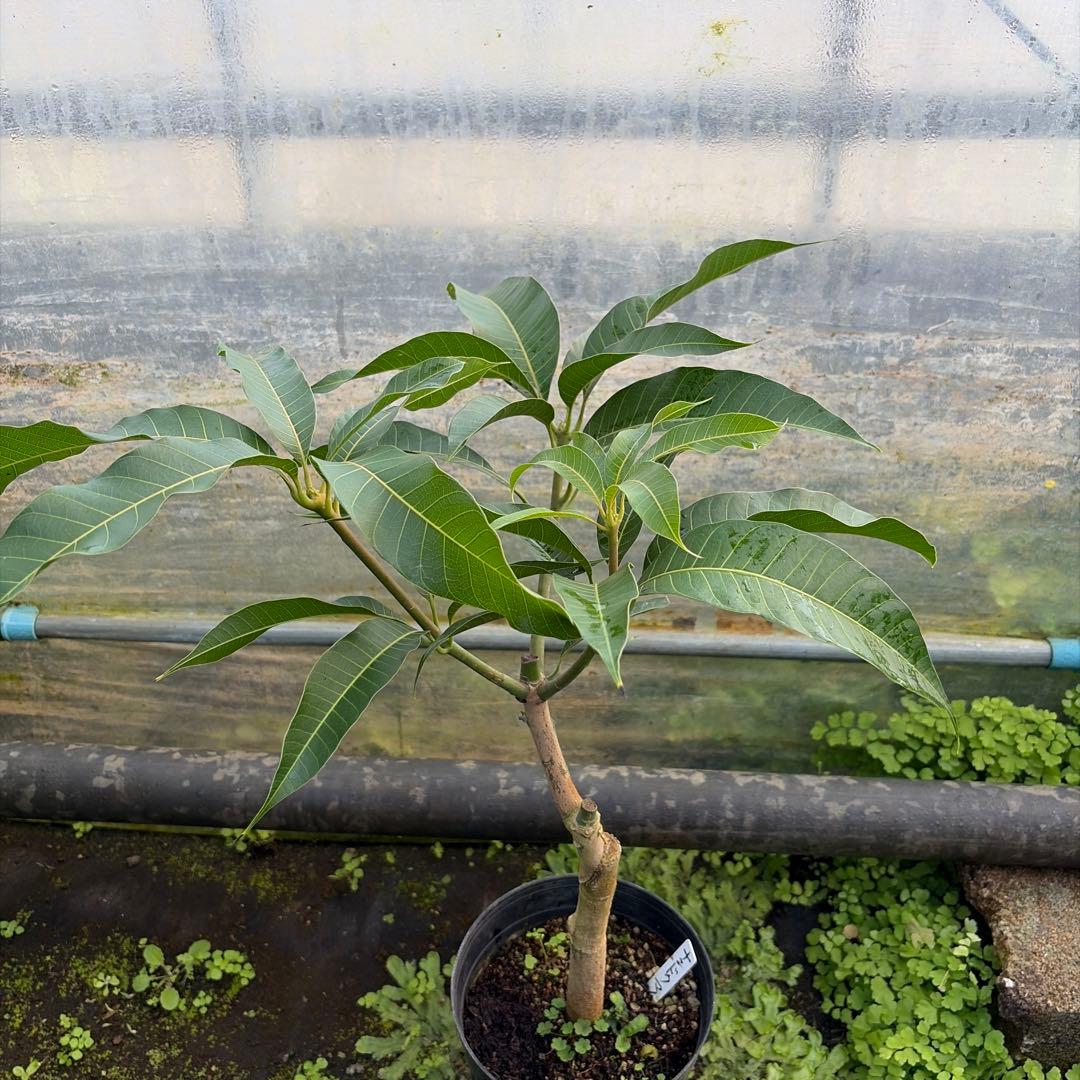 ナンドクマイ　マンゴー苗　6号サイズ
