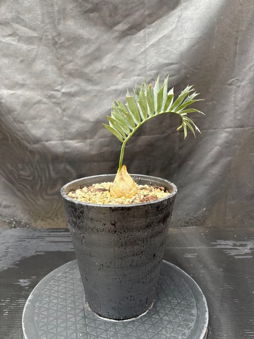 初売りセール　エンセファラルトス ホリダス ドワーフ　4㎝可愛いサイズ