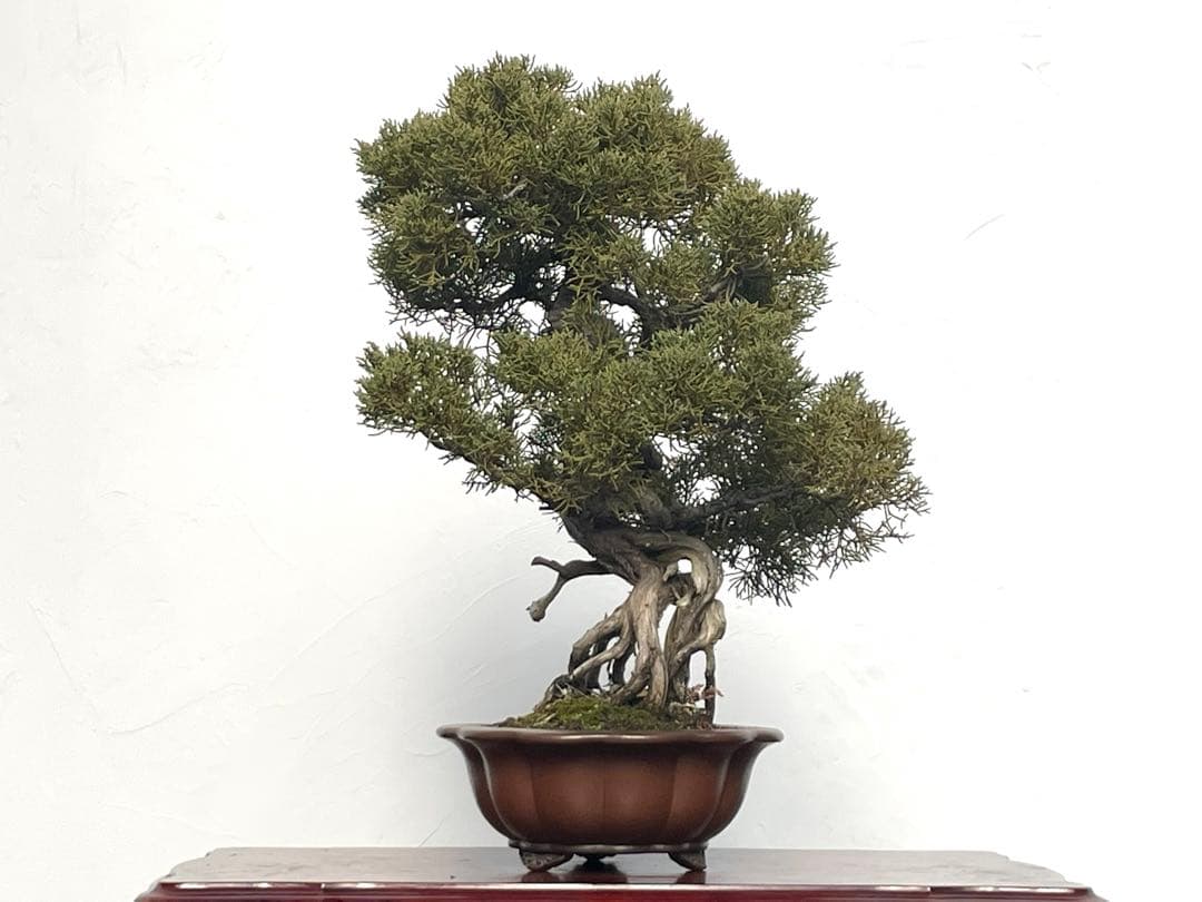 三河盆栽　シンパク　盆栽