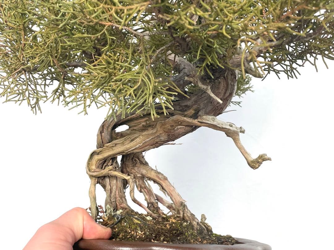 三河盆栽　シンパク　盆栽