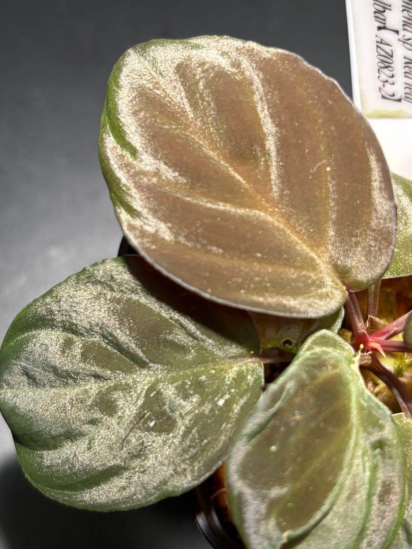 ホマロメナ sp. \"Red leaf\" AZタグ付きです