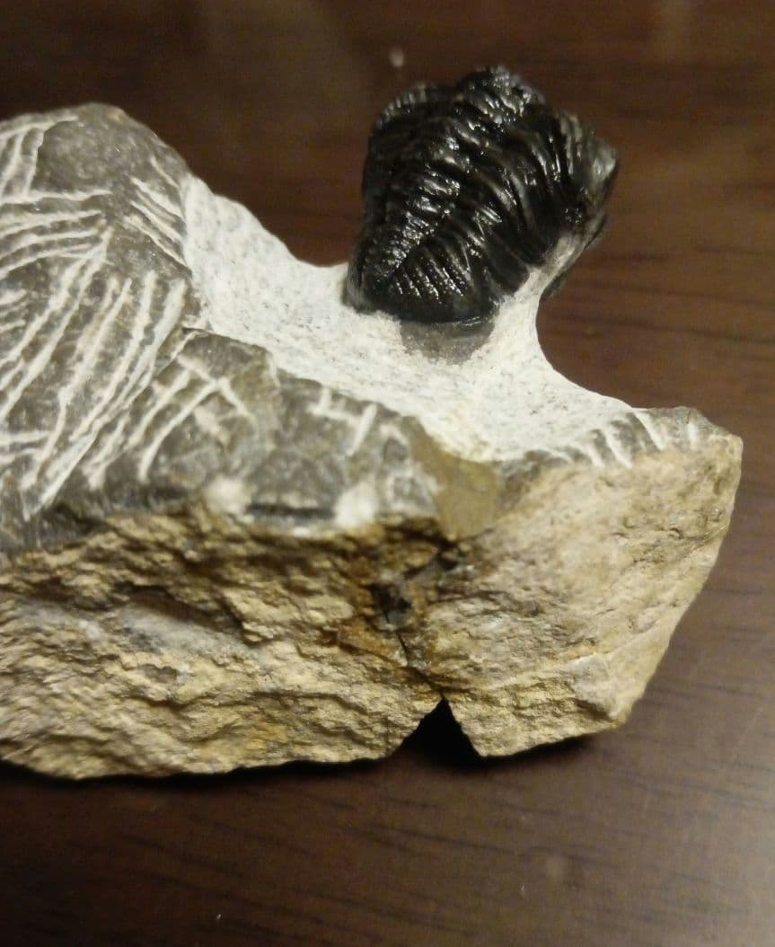 三葉虫モロッコ産⑨ファコプスPhacopsリードプスReedops？化石デボン紀