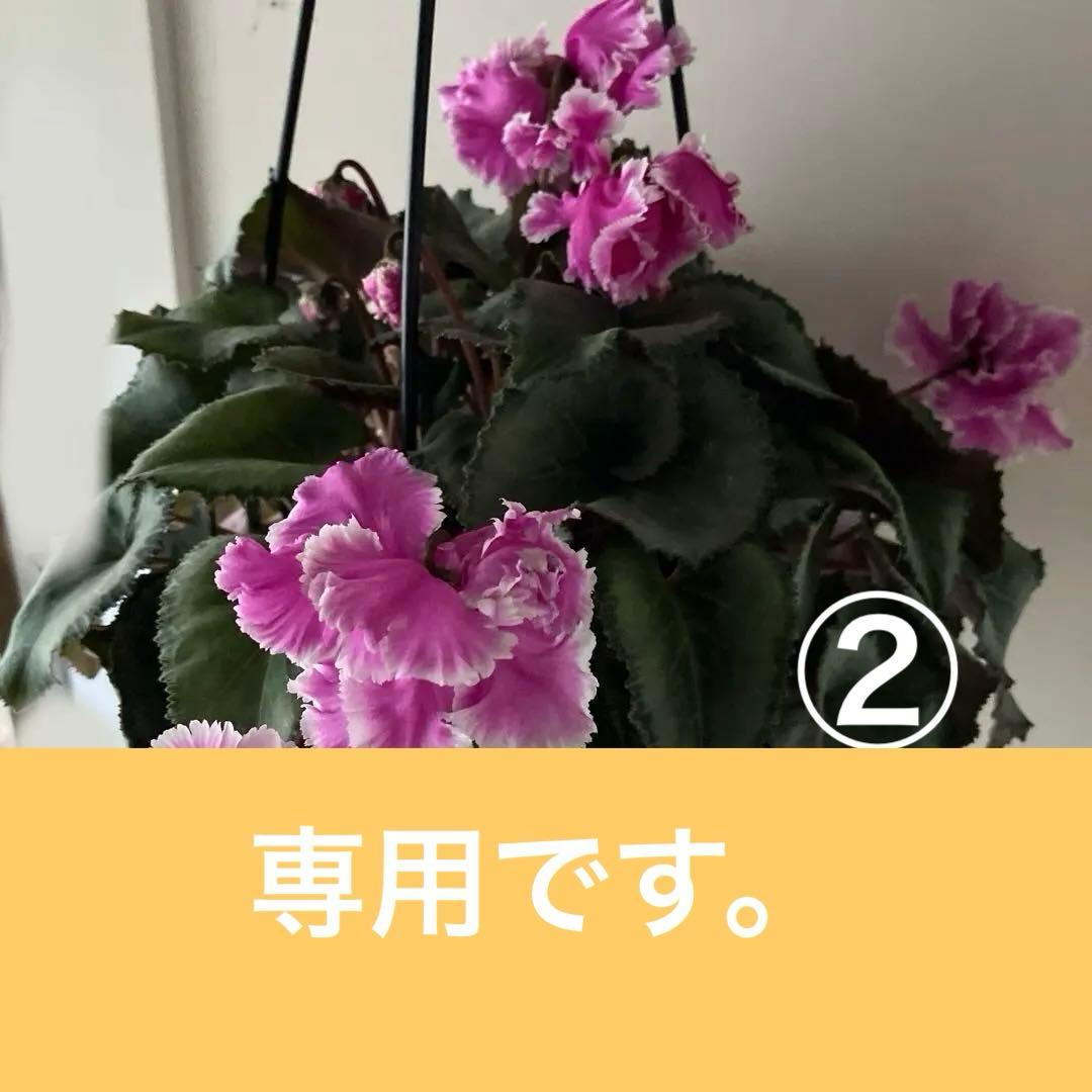 【専用】見上げたくなるシクラメン　フローエル しだれシクラメン　5号鉢①、②
