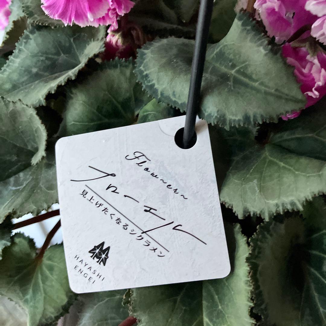 【専用】見上げたくなるシクラメン　フローエル しだれシクラメン　5号鉢①、②