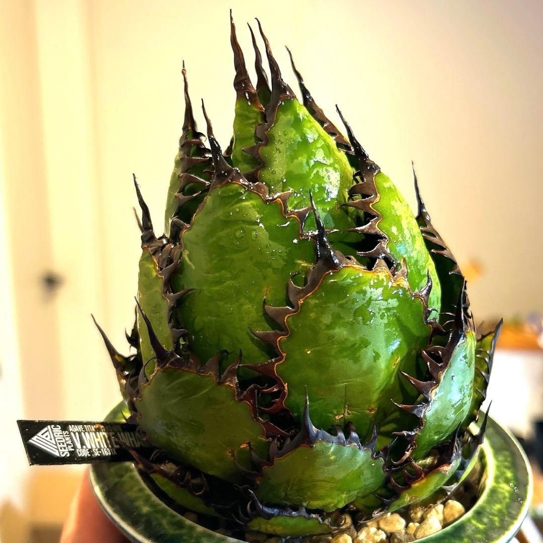 アガベ　ホリダ　陽炎　大株　ボールタイプ　ドワーフ　特選S級選抜　発根管理中