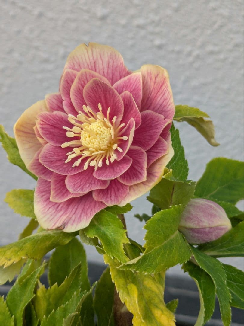 【一点物】広瀬園芸　クリスマスローズ　ソレイユDD