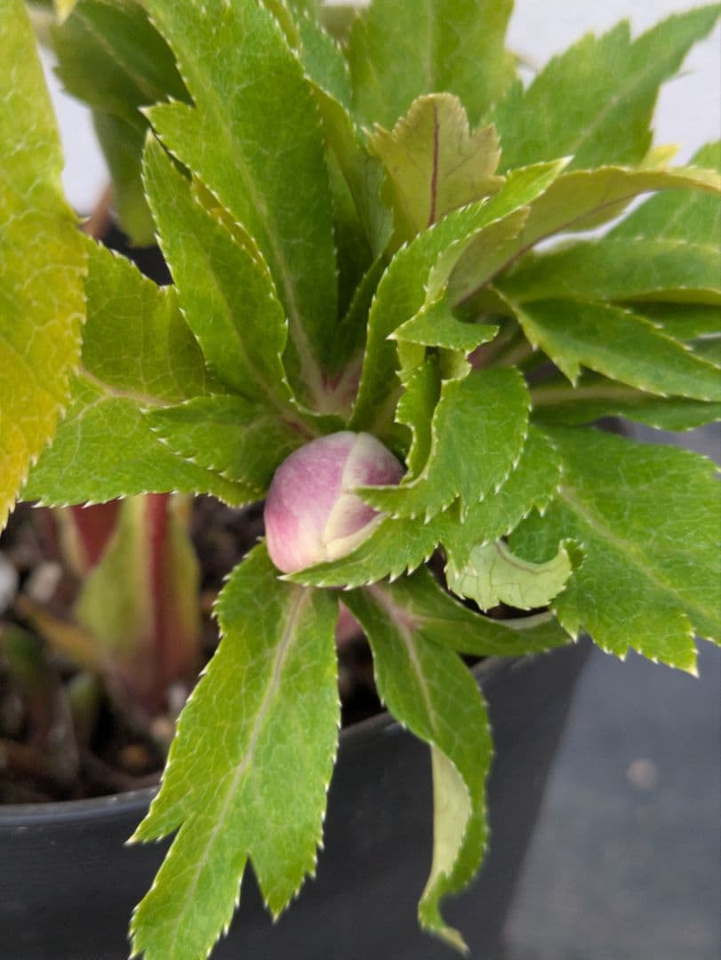 【一点物】広瀬園芸　クリスマスローズ　ソレイユDD