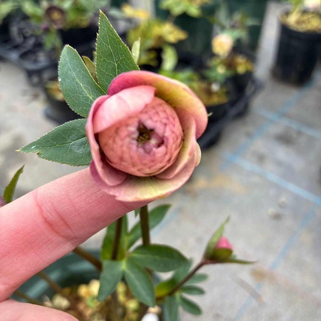 クリスマスローズ　加藤農園　アプリコットスポット　多弁　６本立　６寸