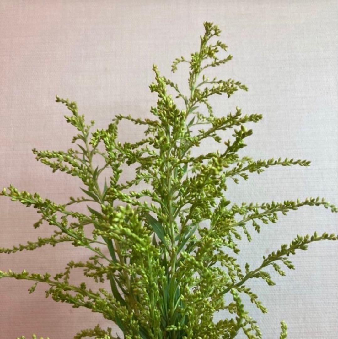 【天然ハーブ】背高泡立草　セイタカアワダチソウ1kg 個包装80個前後　大容量