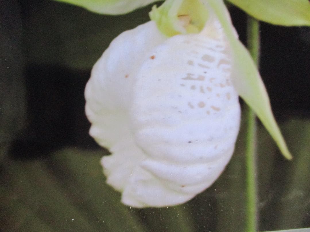 山野草、蘭、日本クマガイソウ純白系（素心）花芽2芽株