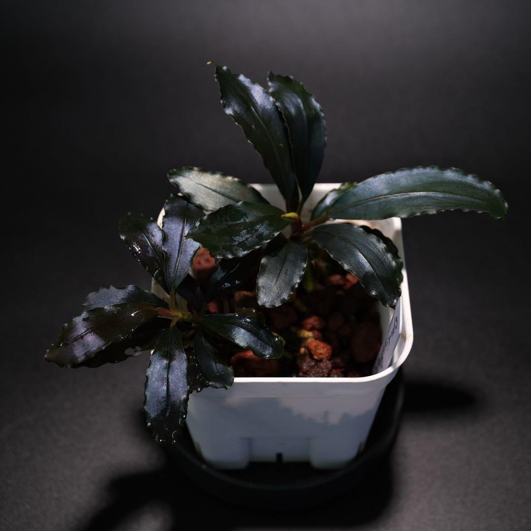 IZUさん　Bucephalandra sp. Motleyana